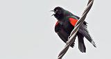 Red-winged Blackbird Calling_DSCF6224